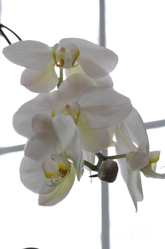 Orchid Art Print featuring the photograph Orchid - 101 by David Bearden