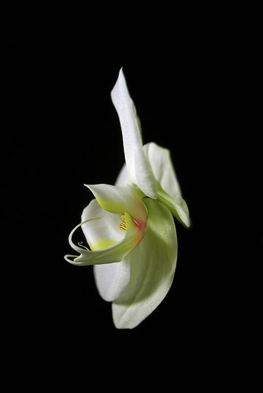 Photography Art Print featuring the photograph Orchid by Elsa Santoro