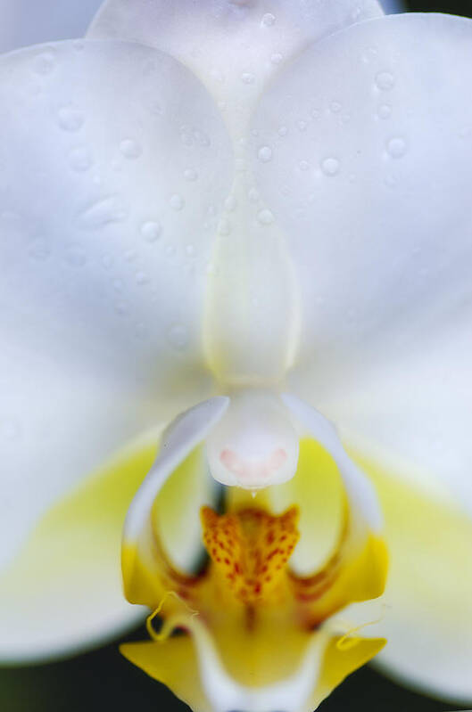 Orchid Art Print featuring the photograph Orchid Face by Lawrence Knutsson