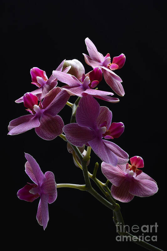 Orchid Art Print featuring the photograph Orchid in flight by Robert WK Clark