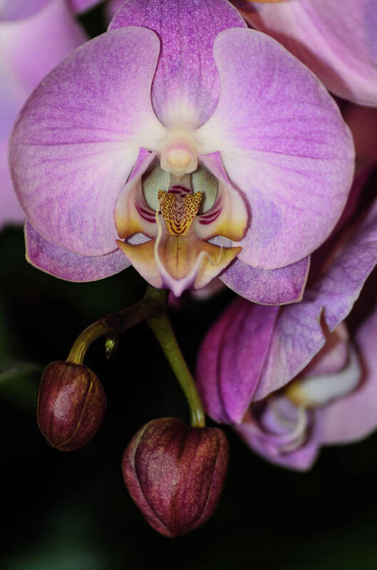 Cleveland Art Print featuring the photograph Orchid Life by Stewart Helberg