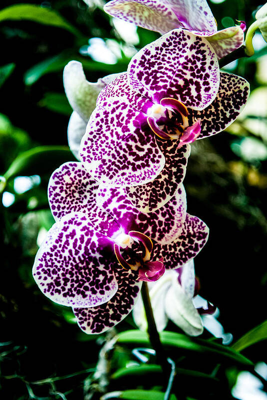 Orchid Art Print featuring the photograph Orchid - PLA236 by Gordon Sarti