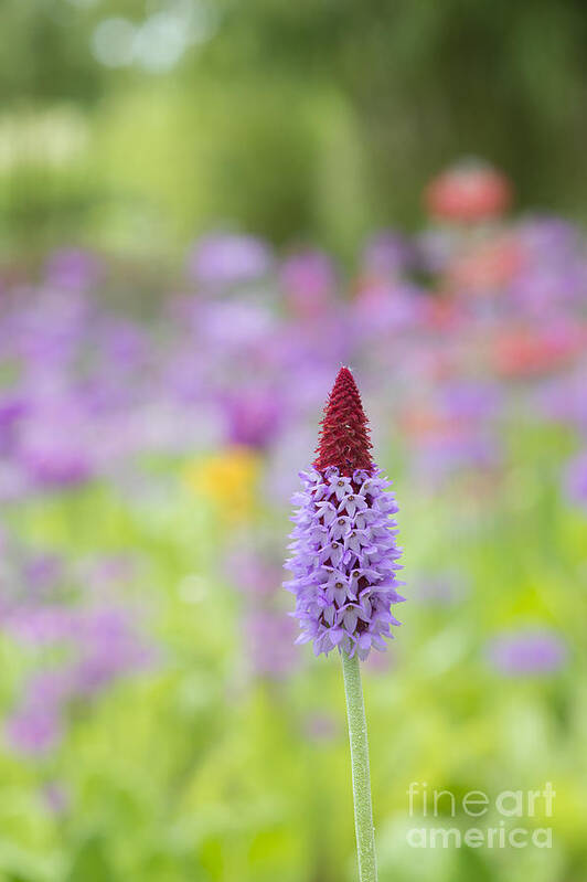 Primula Vialii Art Print featuring the photograph Orchid Primrose Flower by Tim Gainey