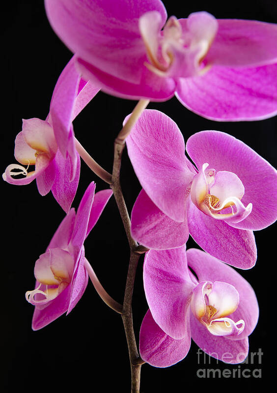 Backdrop Art Print featuring the photograph Orchids on Black III by Kyle Rothenborg - Printscapes