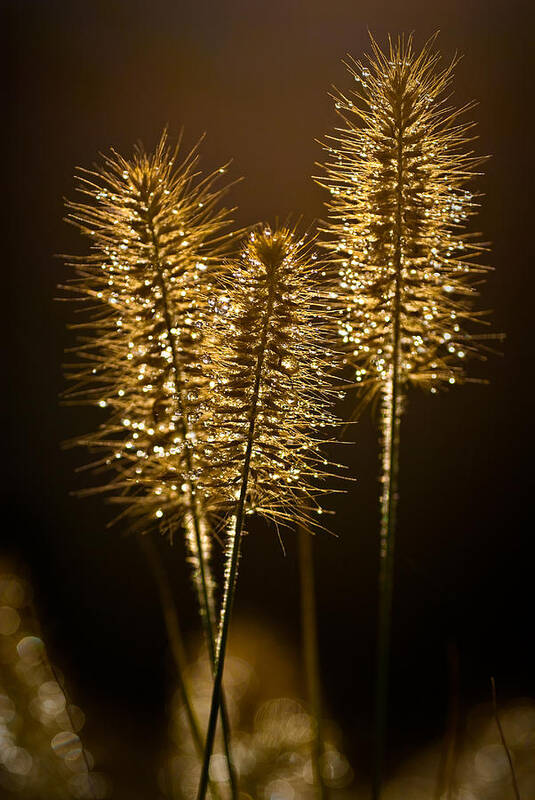 Grass Art Print featuring the photograph Ornamental Grass with Dew Drops by Onyonet Photo Studios