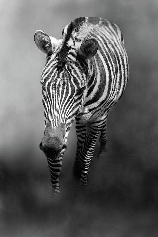 Zebra Art Print featuring the photograph Out of the Mist by Theresa Campbell