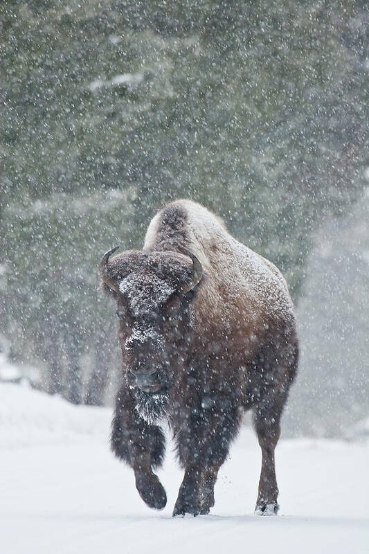 Bison Buffalo American Endangered Species Extinction Recovery Yellowstone Winter Snow Bull Snowing Cold Storm Art Print featuring the photograph Out of the Snow by D Robert Franz