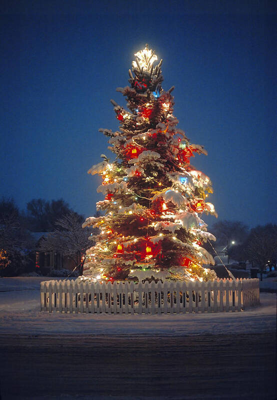 Christmas Tree Art Print featuring the photograph Outdoor Christmas Tree by Douglas Pulsipher