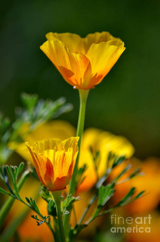 California Poppies Art Print featuring the photograph Over and Above by Deb Halloran