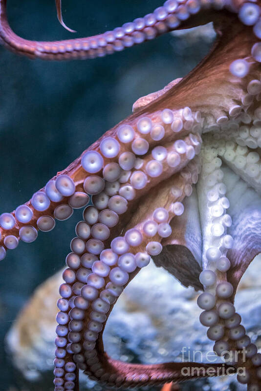 The Aquarium Of The Pacific Art Print featuring the photograph Pacific Octopus Vertical by David Zanzinger