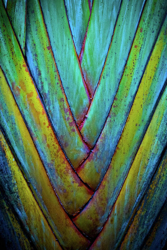 Palm Frond Art Print featuring the photograph Palm Frond by Atom Crawford