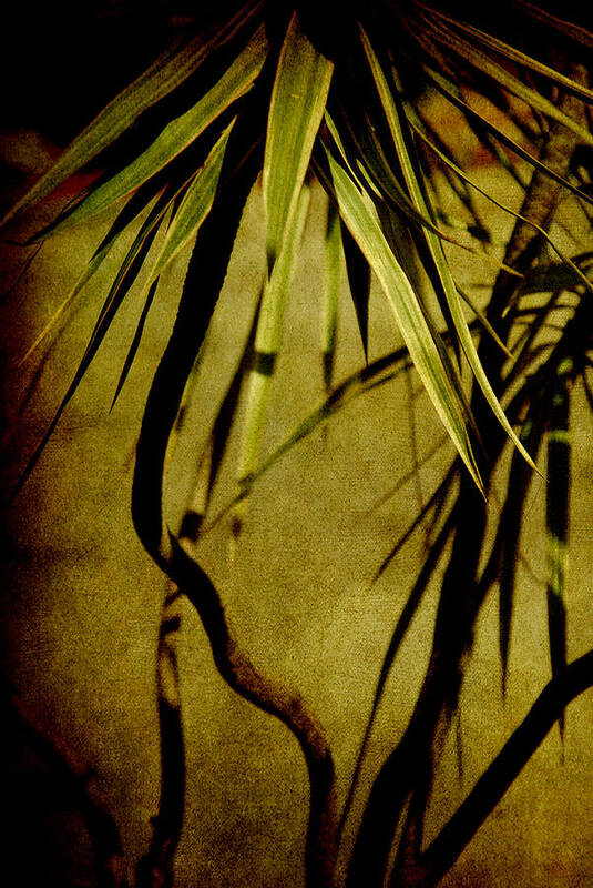 Palm Art Print featuring the photograph Palm fronds are green by Susanne Van Hulst