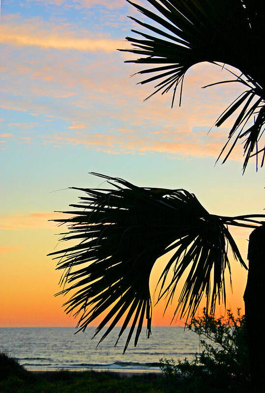 Beach Art Print featuring the photograph Palm Silhouette by Kristin Elmquist