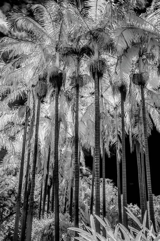 The Huntington Library Art Print featuring the photograph Palm Trees at The Huntington Library in Black and White Infrared by Randall Nyhof