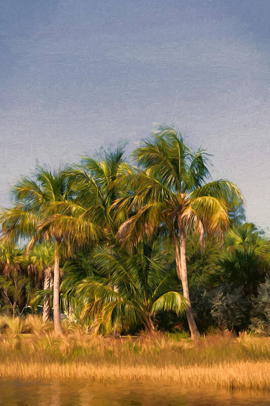 Palm Tree Art Print featuring the photograph Palms - Naples Florida by Kim Hojnacki