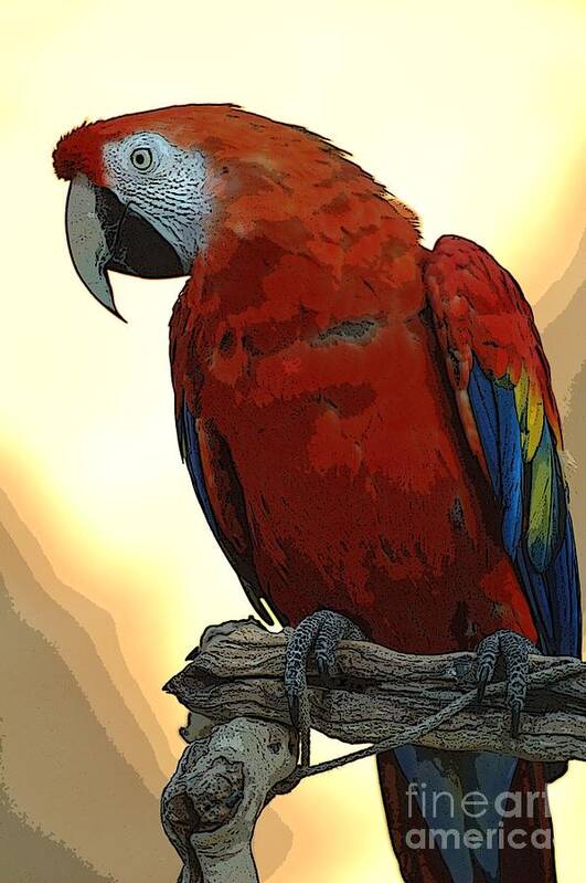 Animals Art Print featuring the photograph Parrot Watching by Norman Andrus