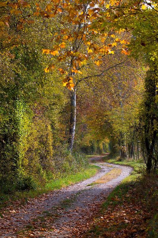Autumn Art Print featuring the photograph Path Through Autumn Forest by Andreas Berthold