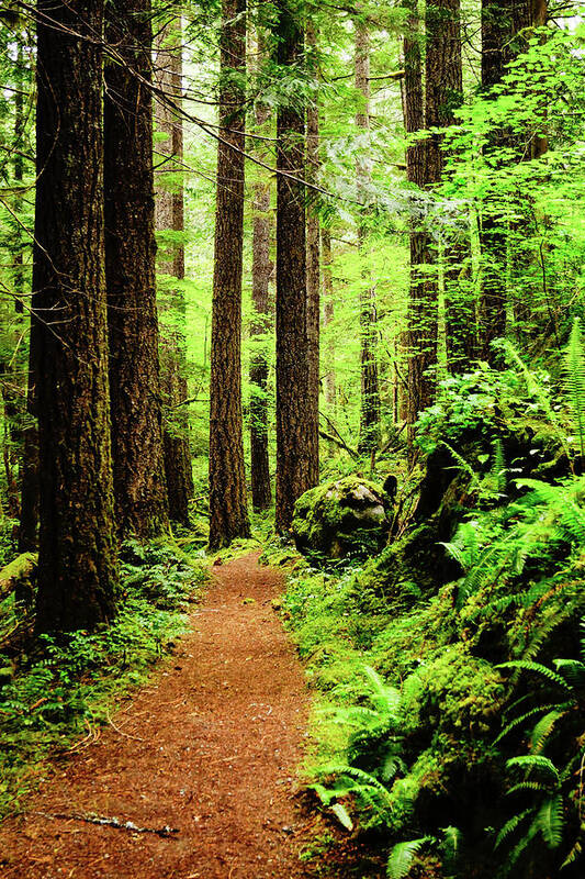 Woods Art Print featuring the photograph Path to Peace by Tim Dussault