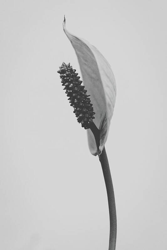 Lily Art Print featuring the photograph Peace Lily #3 by Desmond Manny
