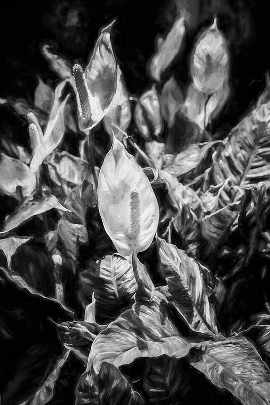 Lily Art Print featuring the photograph Peace Lily or Spath Lily Painted BW by Rich Franco