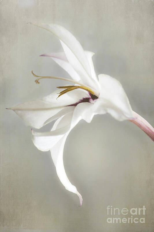 Acidanthera Art Print featuring the photograph Peacock orchid by Elena Nosyreva