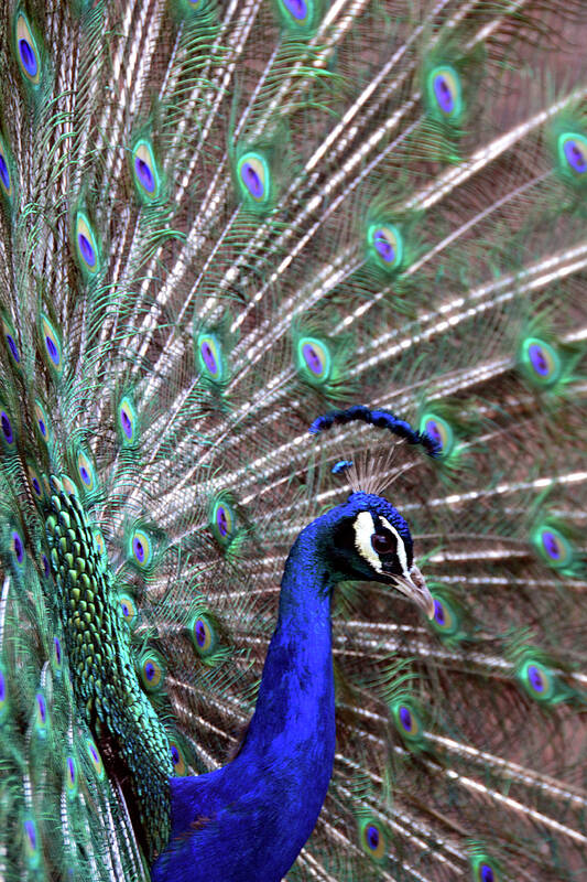 Zoo Art Print featuring the photograph Peacock Profile by Angelina Tamez