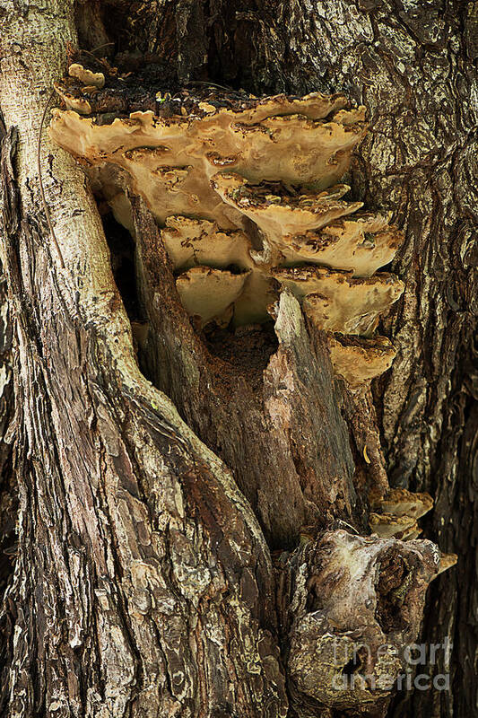 Tree Art Print featuring the photograph Peeping through woods by Kiran Joshi