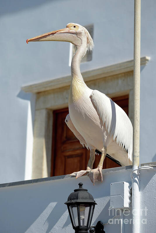 Pelican; Pelicans; Bird; Birds; Tinos Art Print featuring the photograph Pelican by George Atsametakis