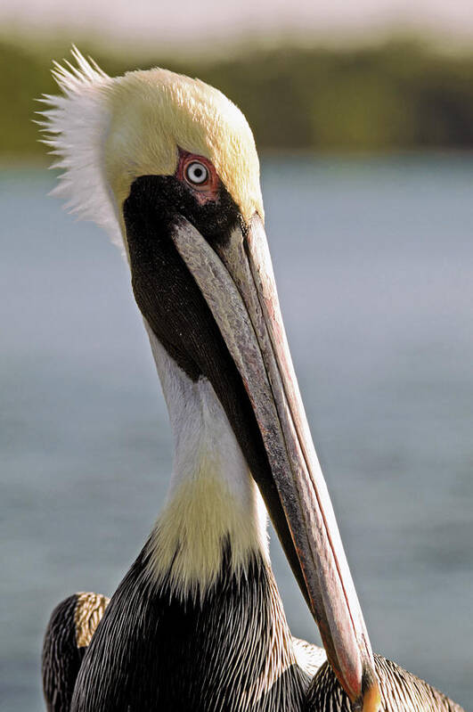 American Brown Pelican Art Print featuring the photograph Pelican Portrait by Sally Weigand