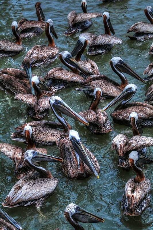 Carol R Montoya Art Print featuring the photograph Pelicans Wait For Left Overs by Carol Montoya