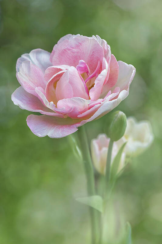 Flower Art Print featuring the photograph Peony Tulip - Vertical Texture by Patti Deters