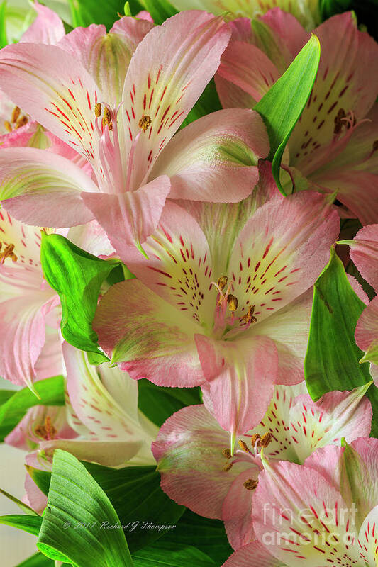 Peruvian Lilies Art Print featuring the photograph Peruvian Lilies In Bloom by Richard J Thompson