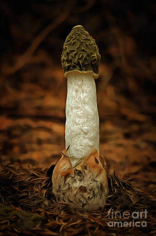 Mushroom Art Print featuring the photograph Phallus Impudicus by Michal Boubin