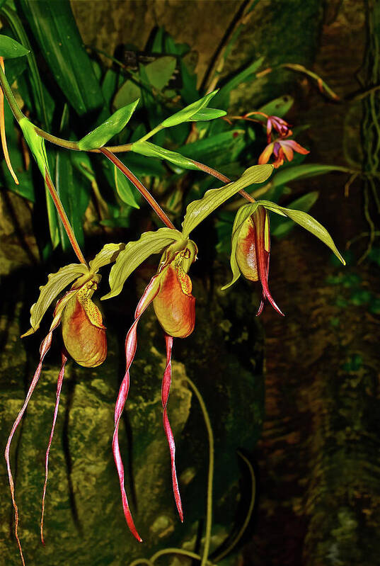 Phragmipedium Orchids Art Print featuring the photograph Phragmipedium Orchids at the Conservatory by Janis Senungetuk