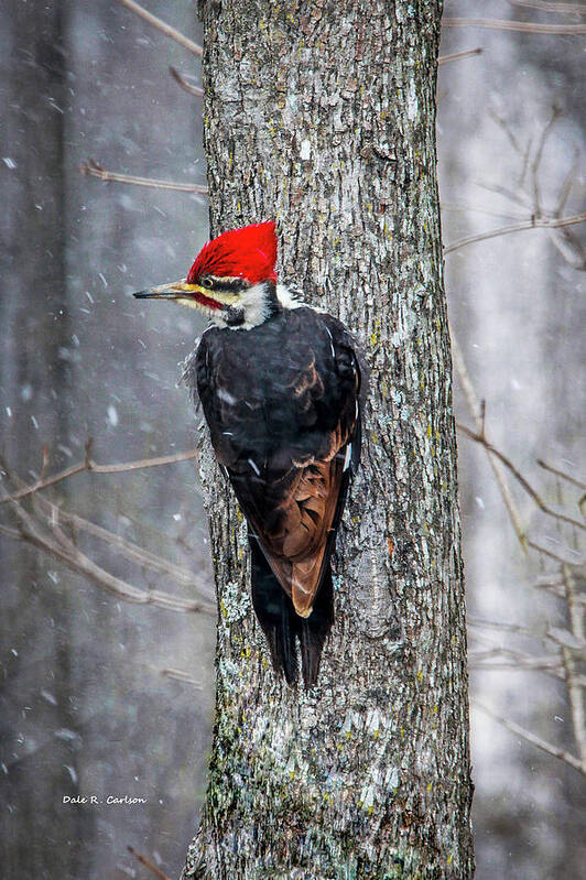 Woodpecker Art Print featuring the photograph Pileated Woodpecker by Dale R Carlson