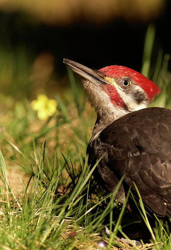 Bird Art Print featuring the photograph Pileated Woodpecker by Loni Collins
