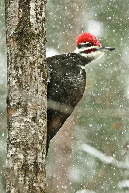Woodpecker Art Print featuring the photograph Pileated Woodpecker on a Snowy Day by Michael Peychich