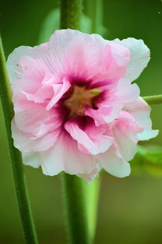 Hollyhock Art Print featuring the photograph Pink And Red by Bonfire Photography