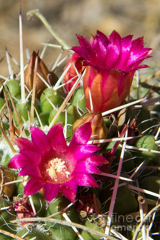 Pink Flowers Art Print featuring the photograph Pink Barrel Cactus Flowers by Kelly Holm