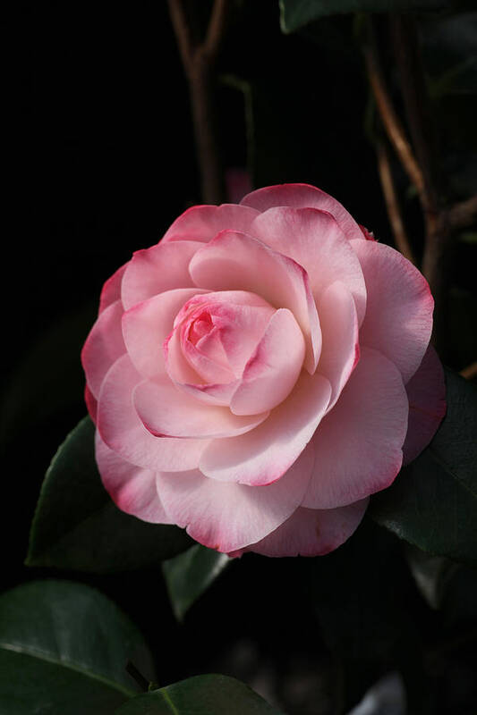 Pink Art Print featuring the photograph Pink Beauty Camellia by Tammy Pool