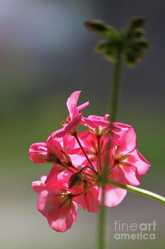 Geranium Art Print featuring the photograph Pink Geranium by Jeff Breiman