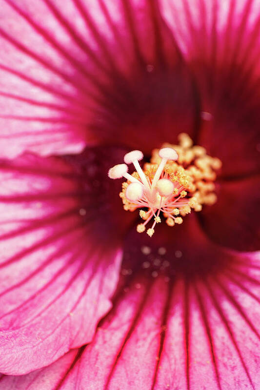 Hibiscus Art Print featuring the photograph Pink Hibiscus-Inside by Don Johnson