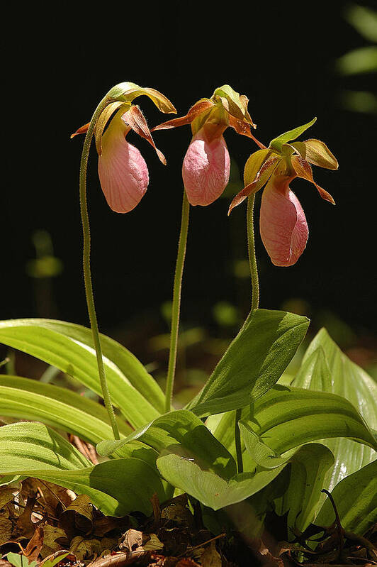 Pink Lady Slipper Art Print featuring the photograph Pink Lady Slipper by Alan Lenk