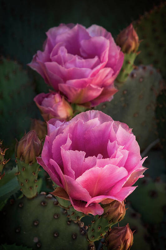 Pink Prickly Pear Cactus Art Print featuring the photograph Pink Opuntia Blooms by Saija Lehtonen