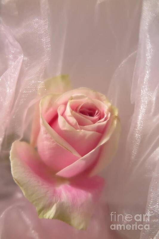 Floral Art Print featuring the photograph Pink Rose Fantasy by Tara Shalton