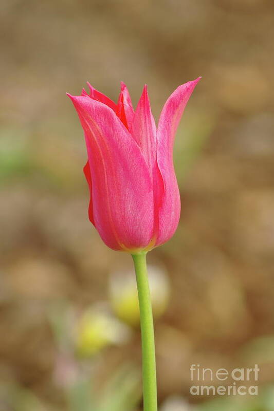 Tulip Art Print featuring the photograph Pink Tulip by Dariusz Gudowicz
