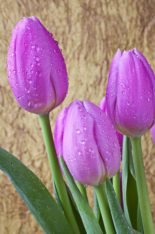 Pink Art Print featuring the photograph Pink Tulips by Garry Gay