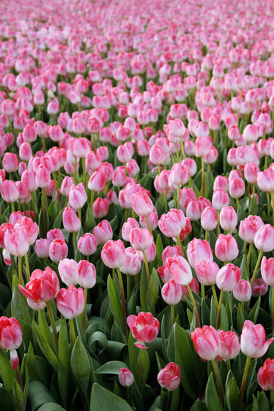 Tulips Art Print featuring the photograph Pink Tulips- photograph by Linda Woods