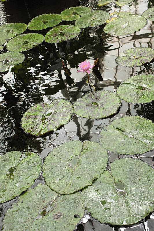 Ond Art Print featuring the photograph Pink Water Lily by Carol Groenen