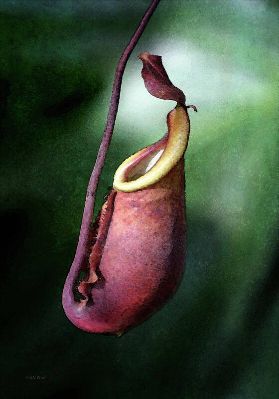 Pitcher Orchid Art Print featuring the photograph Pitcher 8456 IDP_2 by Steven Ward